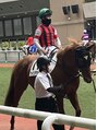 ハタ坊整体院&nbsp;愛馬のウインアウォードです。20歳から一口馬主です。