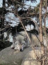 ユラリ(Yurari) 森