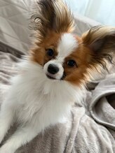 ひつじのゆめ ゆず