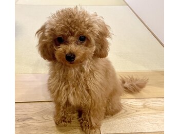 トトノリス(Totonoris)/私はフェアリーです!