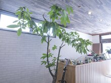 ニコ(Niko)/シンボルツリーのパキラです♪