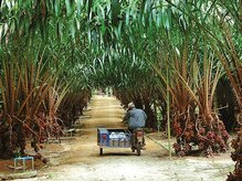 アジアンリラクゼーション ヴィラ 福岡東店(asian relaxation villa)/タイ：ソムポート農園