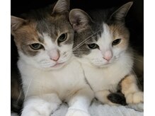 メリッサ(Melissa)の雰囲気（猫２匹おりますが施術中は1階の別室で過ごしており安心です。）