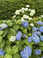 エム(M)&nbsp;梅雨入りですね。紫陽花がきれいに咲いていました。