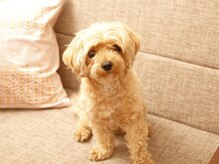 802はちまるに/看板犬がお出迎え