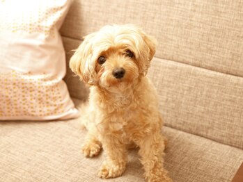 802はちまるに/看板犬がお出迎え