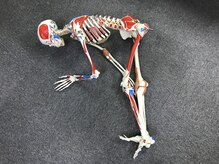 太陽整体室/腰痛の人は腰を曲げようとする