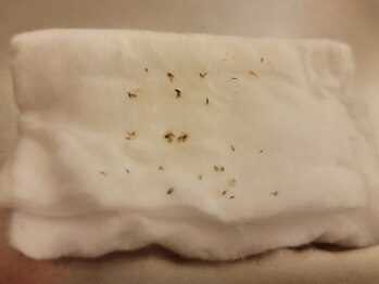 エントテ(en to Te)/オリジナル!エクストラクション