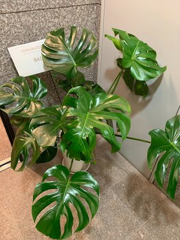 ヘッドラボ(Headlabo★3103)/