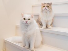 エヌプロテクト(N.Protect)/猫います