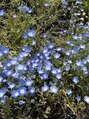 サクラリリー(Sakura Lily) 季節ごとのお花をよく見に行きます♪