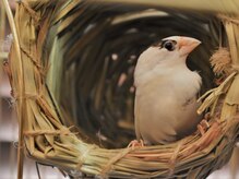 ほぐしやとろり/小鳥の十姉妹とお迎えします♪