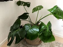 モンステラ(Monstera)/モンステラ