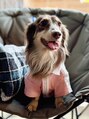 ネイルサロン アムゥ(a.muu) 愛犬アッシュが大好きです☆ダックスの男の子!