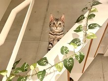 ショパン(Chopin)/猫のエミリーがお出迎えします