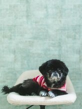 ベイビーズブレス(Baby's Breath)&nbsp;Syusyu 