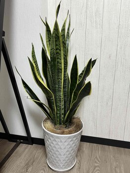 フェリッセ(FELISSE)/サンスベリア置きました☆