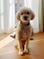 サロンシュシュ&nbsp;看板犬「レオ」です。セラピードックとして癒しをお届けします。