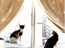 サロン ねこ