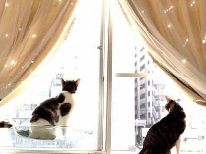 サロン ねこの写真