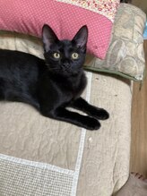 ソワンド ルバンシュ/我が家の猫、くろすけ☆