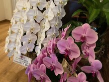 ヘッドラボ(Headlabo★3103)/全身もみほぐし