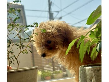 トトノリス(Totonoris)/緑のある空間でヘッドスパ体験!