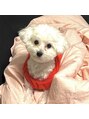 ファネル 京橋(FANELU) ワンちゃんを飼ってます♪実家では猫を飼ってます!