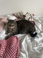 ユノ(Juno)&nbsp;実家で猫ちゃん飼ってます☆シンバくんです☆カワイイー(T^T)
