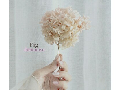 フィグ(Fig)の写真