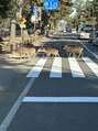 アイリフレ 心斎橋店(iRefre) 奈良公園の鹿さんの横断歩道歩行は奈良県民でもついパシャリ！