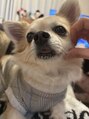 パーソナルエステサロン 成増店&nbsp;愛犬チワワです！