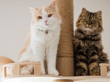 ウェルネス岡山院の雰囲気（当店には猫が２匹います。左がまろ吉。右がルナ。）