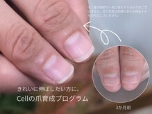 セル(Cell)