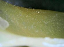 ミルキー(Milky)/マツヤニで産毛も垢も除去