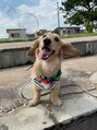 ビューティーサロン ココ 津店(COCO) 愛犬です！よく海で散歩します！