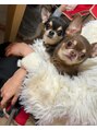 オハナ アイラッシュサロン 二子玉川店(Ohana) 愛犬家です^_^ スムースチワワのロロとララです♪【二子玉川】