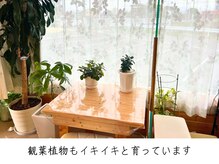 筋膜リリース整体院 喜楽/観葉植物もイキイキと育ってます