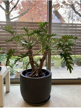 ポレポレ(POLEPOLE)/クッカバラ