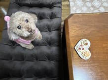 癒庵/☆看板犬モコ☆