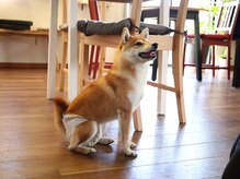 はりきゅう ヨカ(はりきゅうYOKA)の雰囲気（自宅サロンに親戚の犬がいます♪人好きで吠えず噛みません◎）