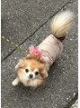 ロレインブロウ 新潟店&nbsp;愛犬です！いつも癒しをくれるかわいいこです♪