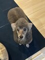 ビーネイル 名古屋志賀本通(B.nail) トイプードルを飼っています！