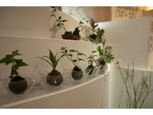 コリとり名人 癒庵/内観2_苔玉たちがお出迎え