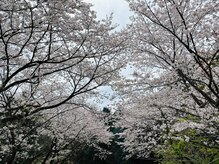 シェノンモコ(CHAiNON moko)/2026お花見BBQ開催しました♪