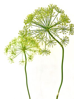 リアン ラッシュリフト(Lien LASHLIFT)/一目惚れのフォルム♪ウイキョウ