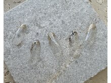 ツリーハウスネイル(tree house nail)/ハンド定額¥6900