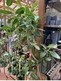 ハリナチュレ 新宿店 植物園に育て方など聞きに行っています♪