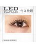 【平日限定!!】LEDシングルフラット　つけ放題　¥9,500→¥7,500