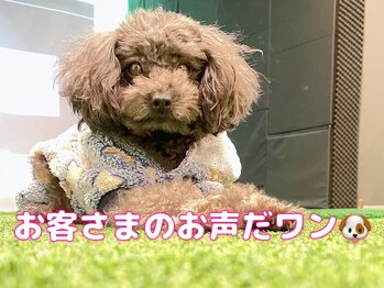 ダイア(DIA)/★お客様からのメッセージ★